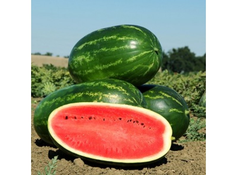 CRX 10041 F1 - насіння кавуна, 1000 нас., Cora Seeds
